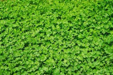 Yonca manzarası üstte. Doğal yonca halısı. Doğal çim arka planı. Yabani yonca