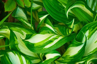 Taze yeşil hosta yapraklarının doğal arka planı. Yukarıdan görüntüle.