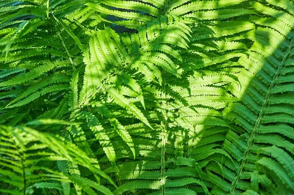 Güzel eğreltiotu yaprakları, doğal yapraklı eğreltiotu arkaplanı güneş ışığında.