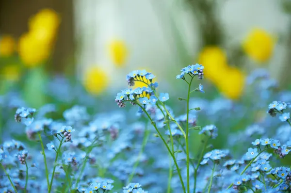 Stock image Blue forget me not flowers, spring flowering season. Floral background