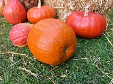 Sonbahar sarı yaprakları ve yakın plan su damlaları.