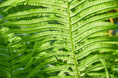 Güzel eğreltiotu yaprakları, doğal yapraklı eğreltiotu arkaplanı güneş ışığında.