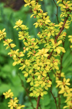 Altın Çilek çalılığının (Berberis thunbergii 'Aurea') canlı güzelliğini net bir şekilde gösteren yakın plan bir fotoğraf. Görüntü, kırmızı tomurcuklar tarafından vurgulanan parlak sarı yaprakları gözler önüne seriyor ve çarpıcı bir kontrast oluşturuyor. Bu fotoğraf mükemmel.