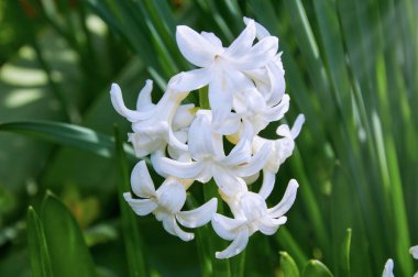 Beyaz bir sümbül çiçeğinin narin güzelliğini tam çiçekle gösteren yakın plan bir fotoğraf. Görüntü, yoğun bir kümede zarif bir şekilde şekillenen ve sıralanan saf beyaz yaprakları vurgular..