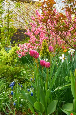 Resimde pembe laleler, beyaz nergis, mavi muscari ve pembe çiçekli çalılar da dahil olmak üzere çeşitli çiçekler sergileniyor, renkli ve görsel açıdan çekici bir sahne yaratıyor.. 