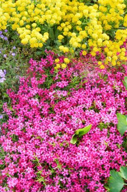 Üzerinde sarı çiçekler olan Pembe Halı Phlox Subulata