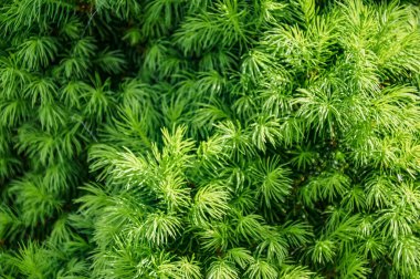 Yeşilli Yeşil Kozalaklı İğnelerin Yakın Çekimi