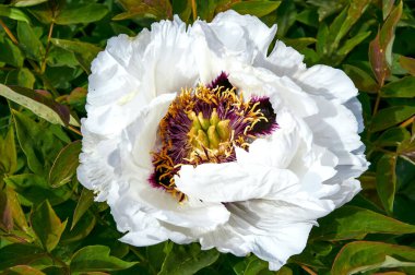 Mor Phlox Subulata Çiçekleri İlkbaharda açıyor