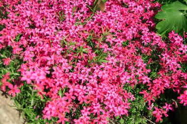 Pembe Halı Phlox Subulata