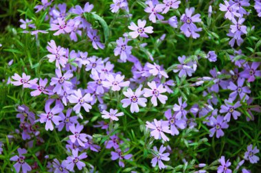 Mor Phlox Subulata Çiçekleri İlkbaharda açıyor