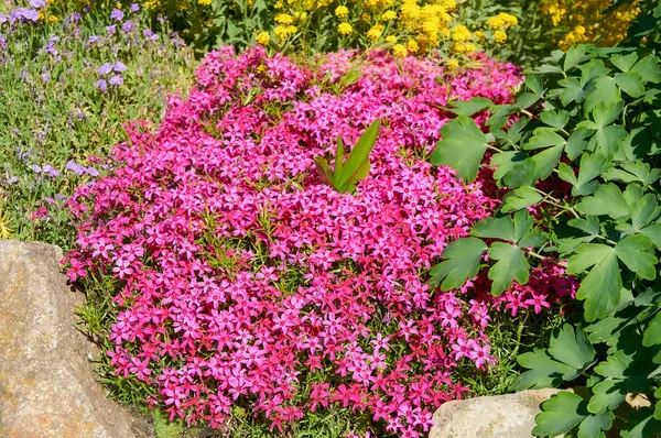 Rock Garden 'da canlı pembe Phlox Subulata