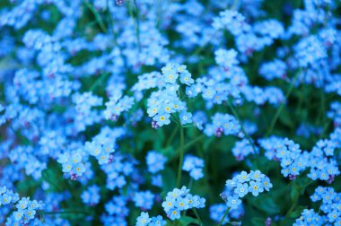 Mavi beni unutun çiçekler değil, bahar çiçekleri mevsimi. Çiçek arka planı