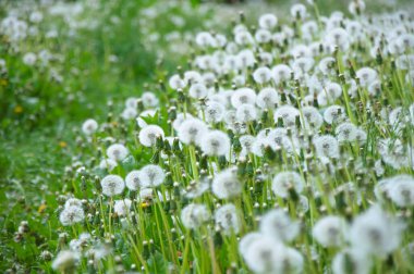 Yeşil Arkaplanda Yumuşak Beyaz Karahindiba