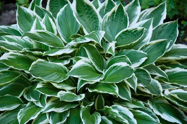 Yeşil ve Beyaz Hosta Yaprak Yapısı