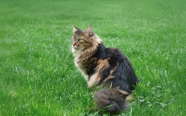 Siyah tekir kedisi parkta yeşil çimlerde dinleniyor. Evcil hayvanlar açık hava macerası. Kedi yaklaş.