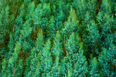 Ardıç ağacının yeşil dalları. Doğal arkaplan dokusu