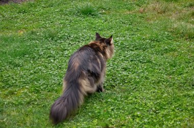 Siyah tekir kedisi parkta yeşil çimlerde dinleniyor. Evcil hayvanlar açık hava macerası. Kedi yaklaş.