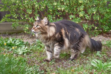 Siyah tekir kedisi parkta yeşil çimlerde dinleniyor. Evcil hayvanlar açık hava macerası. Kedi yaklaş.