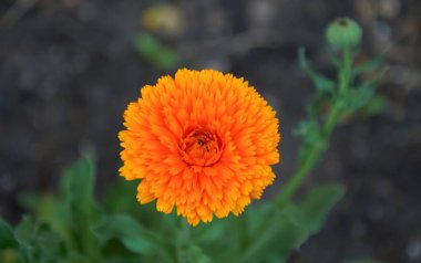 Orange marigold flower in the garden close-up. Selective focus