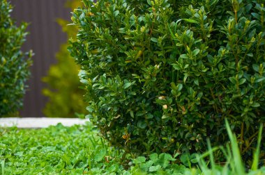 Bahçede çimen ve yoncalarla yetişen sık yapraklı yeşil süslemeli çalılar.