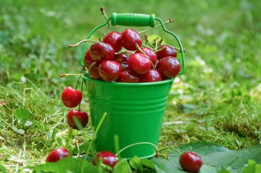 Olgun kırmızı kirazlarla dolu yeşil kova çimlerin üzerine serpilmiş meyve ve bir bahçede saplar.