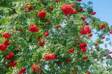 Rowan tree with dense clusters of red berries and green leaves under clear blue sky. A botanical illustration of late summer or early autumn
