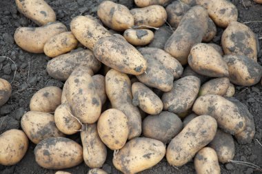 Pile of freshly harvested potatoes on dark soil. A raw and rustic farm scene highlighting texture, seasonality, and agricultural authenticity