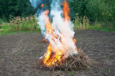 Ağaçların ve mısırların yakınındaki bir tarlada yanan kuru dallar. Kırsal bir arazi temizleme sahnesi alev, doku ve mevsimsel ritmi yakalıyor.