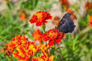 Dark butterfly perched on a vibrant marigold flower surrounded by blooms. A close-up nature scene capturing contrast, texture, and seasonal elegance