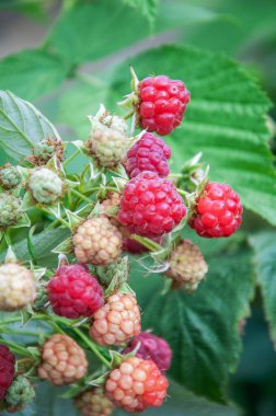 Raspberries in various stages of ripeness growing on a leafy plant. A close-up garden scene capturing texture, color gradient, and seasonal fruit development