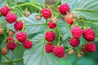 Raspberries in various stages of ripeness hanging from leafy stems. A close-up garden scene capturing texture, color gradient, and seasonal fruit development