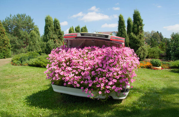 White car trunk overflowing with pink petunias in a garden setting. A whimsical floral installation blending nature and upcycled design
