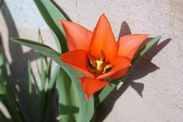 Tulipa praestans fusilier on housewall