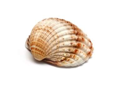 Beach shell on white background