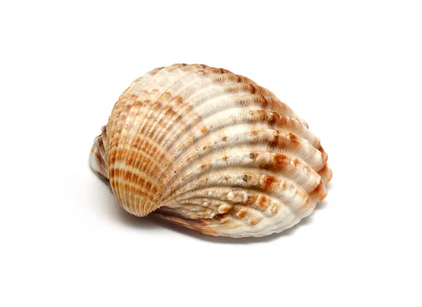 Beach shell on white background
