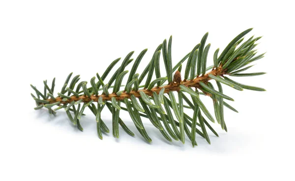 Beyaz zemin üzerine yeşil çam dalı