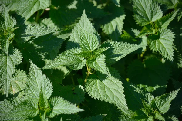 Green nettle in the garden
