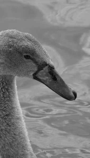 Young Swan Portrait Black White — Stock Photo, Image