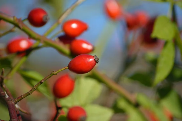 Sonbaharda kırmızı yaban gülü