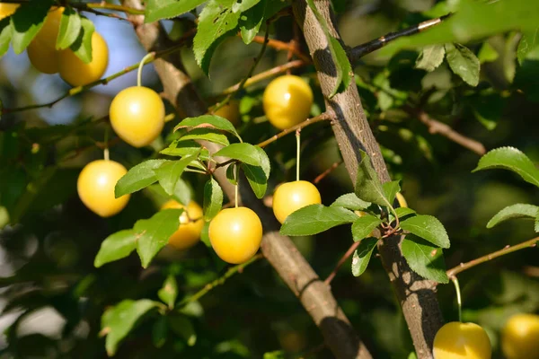 Ağaçta taze erikler