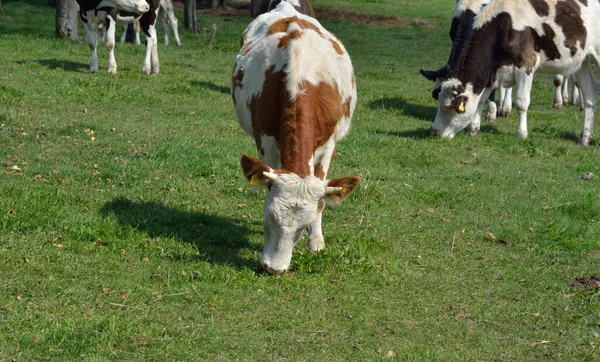 Cows Graze Field — Stock Photo, Image