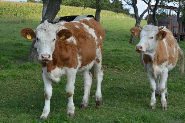 bir alanda inek otlatmak