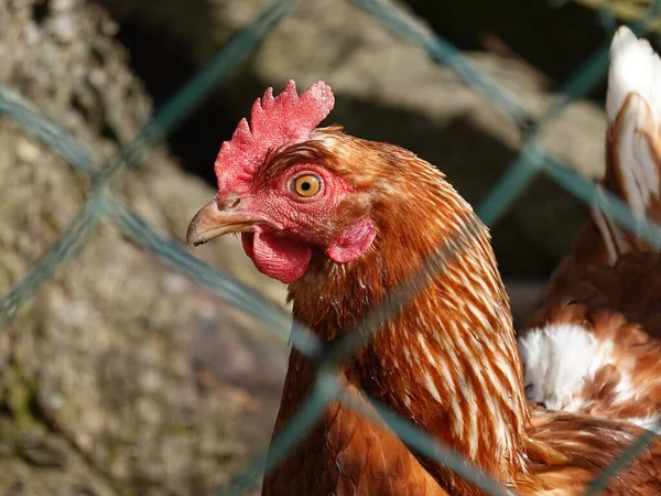 Parmaklıklar ardında horoz portresi