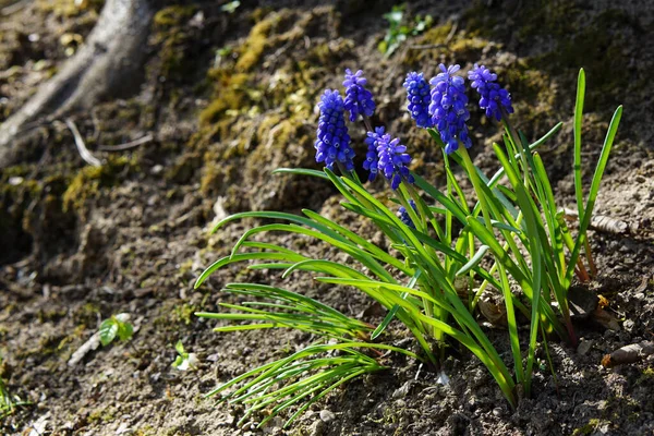 Muscari armenia cum in spring