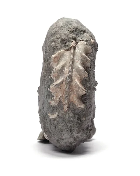 Beyaz arkaplanda amonit pleuroceras fosili