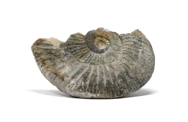 Salyangoz fosil ammoniti beyaz arkaplanda izole edildi