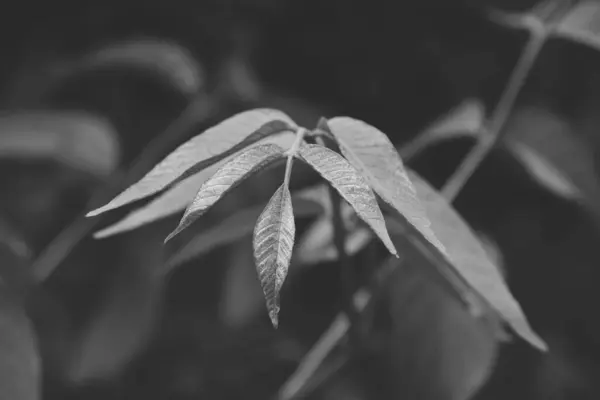 Ceviz ağacı dalının makro görüntüsü