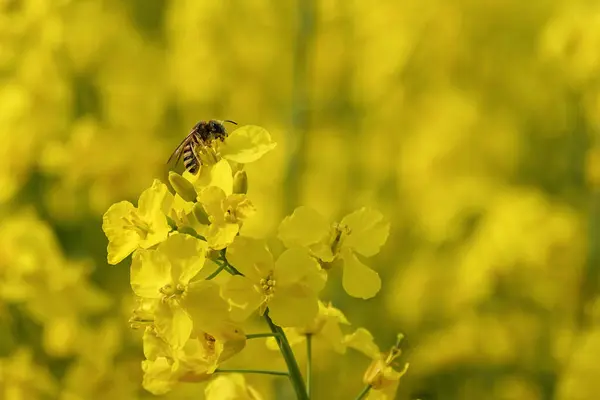 Güzel sarı çiçekli kolza tohumu tarlaları