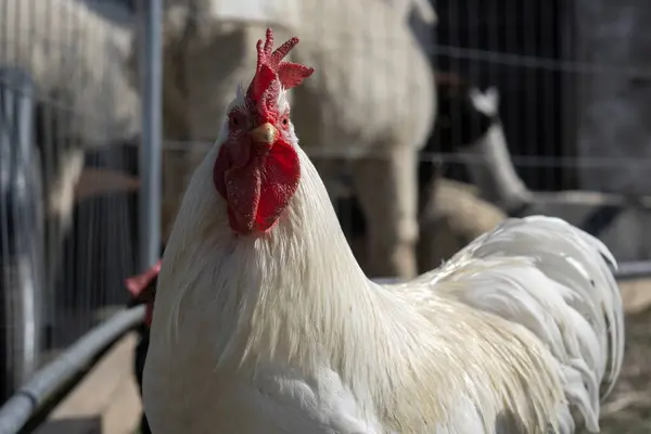 Tavuk kümesinde beyaz horoz