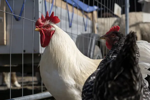 Tavuk kümesinde beyaz horoz